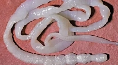 Як розвивається і небезпека ланцюга bovine?